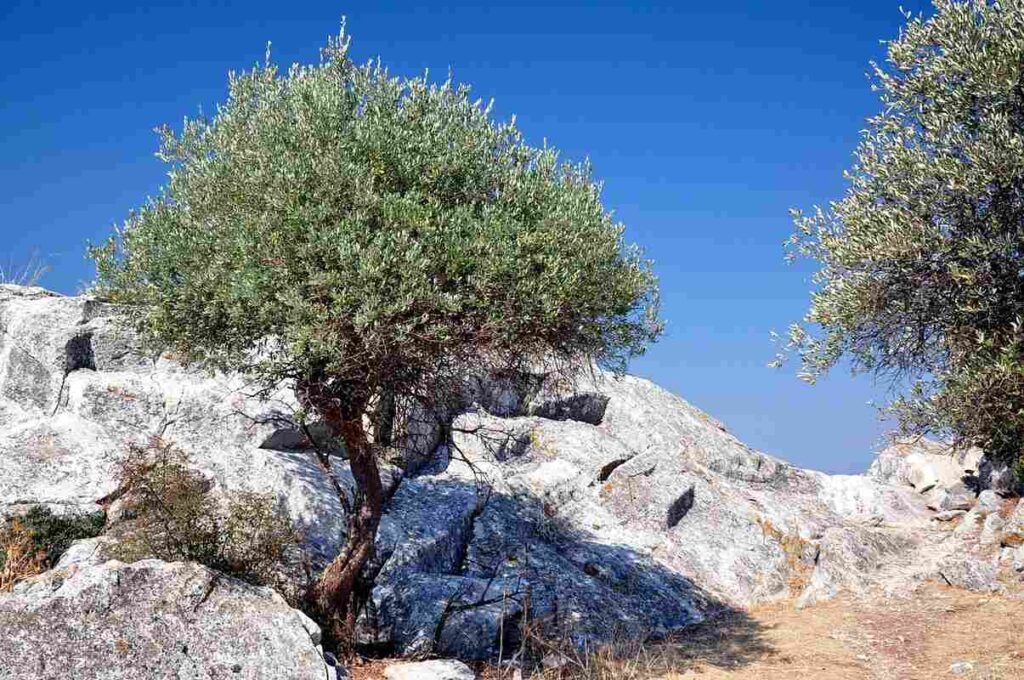 olive trees in Thassos